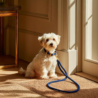 Small white dog sitting on a carpeted floor with a blue leash in a sunlit room.